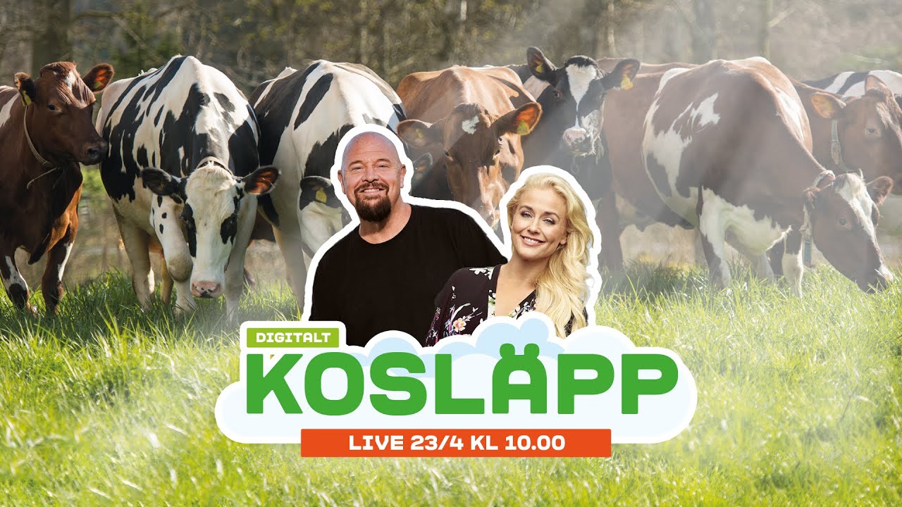 Arla Kosläpp LIVE - Lördag 23 april 2022