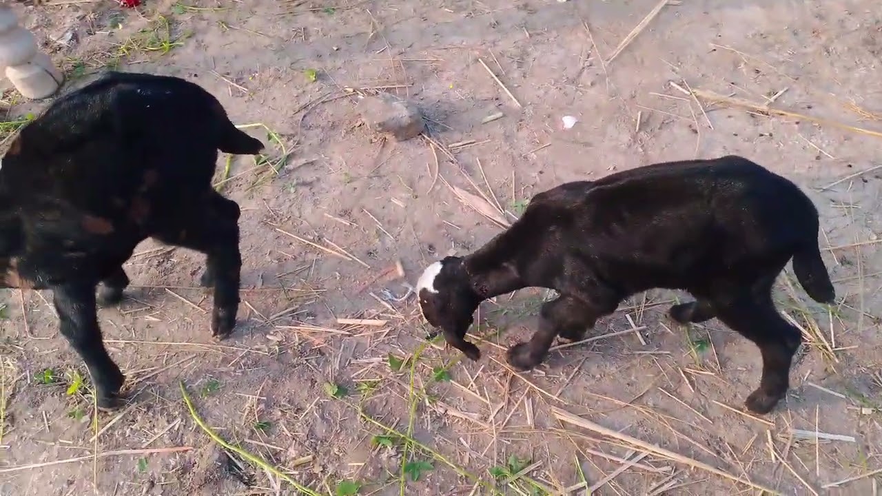 JTeddy Goat bakriyan Jyada dudh Dene...