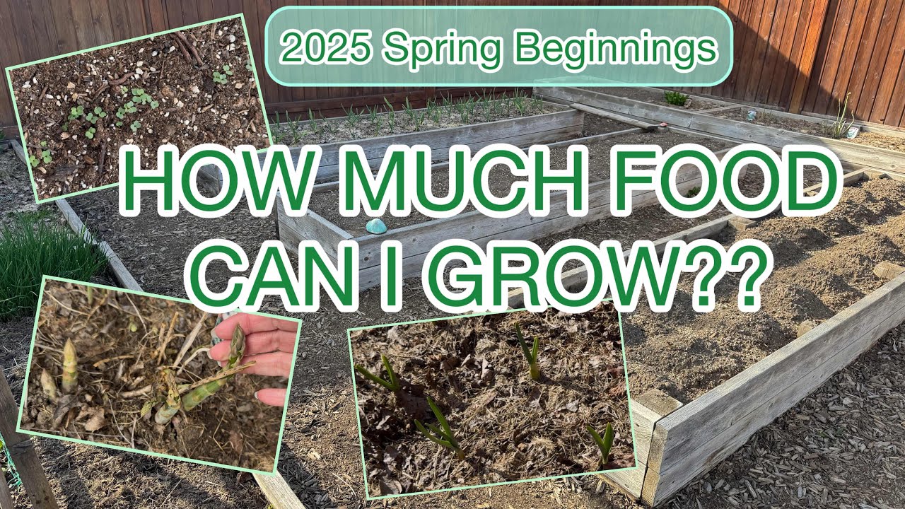 How Much Food Can I Grow?! Spring Beginnings 2025