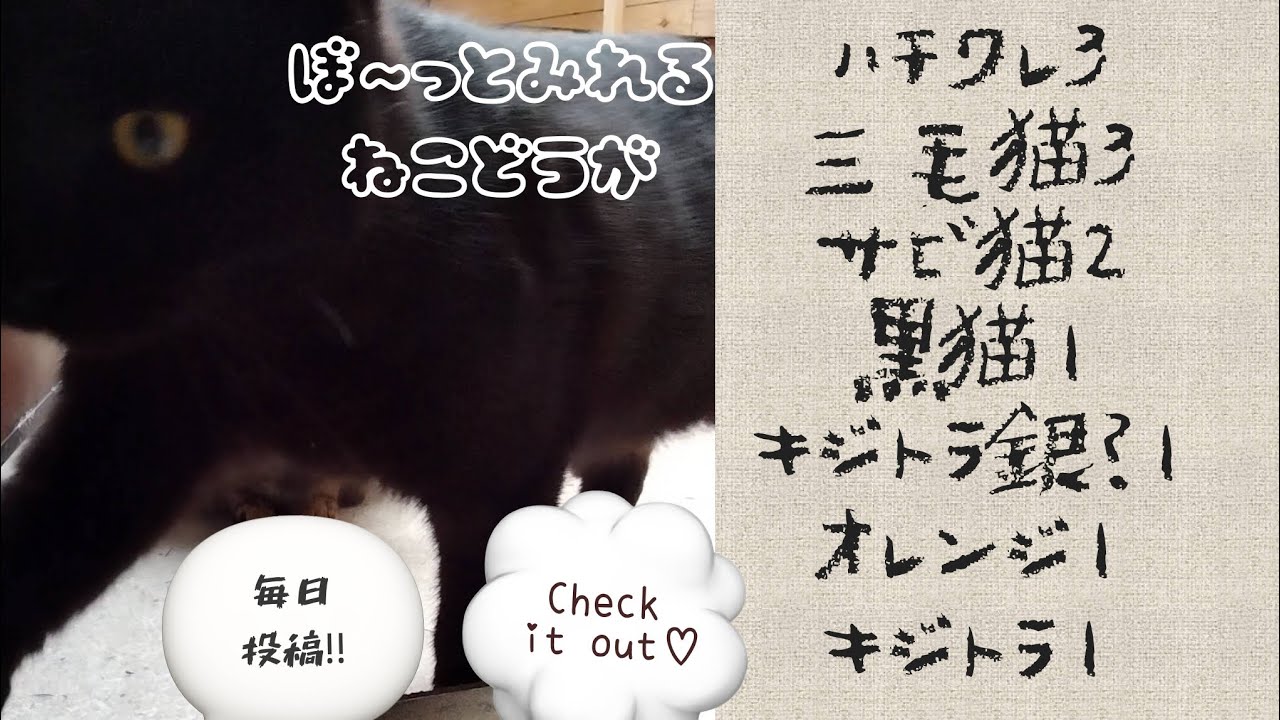 野良猫日記 NO.189