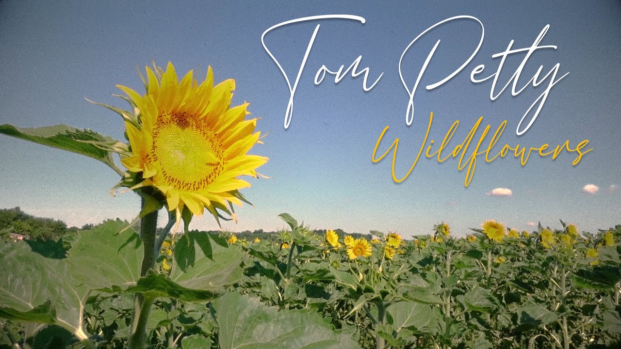 Tom Petty - Wildflowers (Acoustic Cover by MaxAttics)