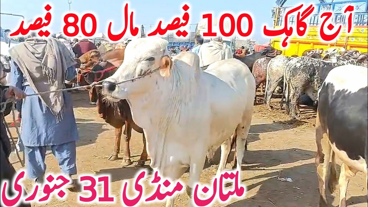 Today Multan Cow Mandi 2026 | Cholistani Sahiwal & Brahman Cows | Global Village Farming