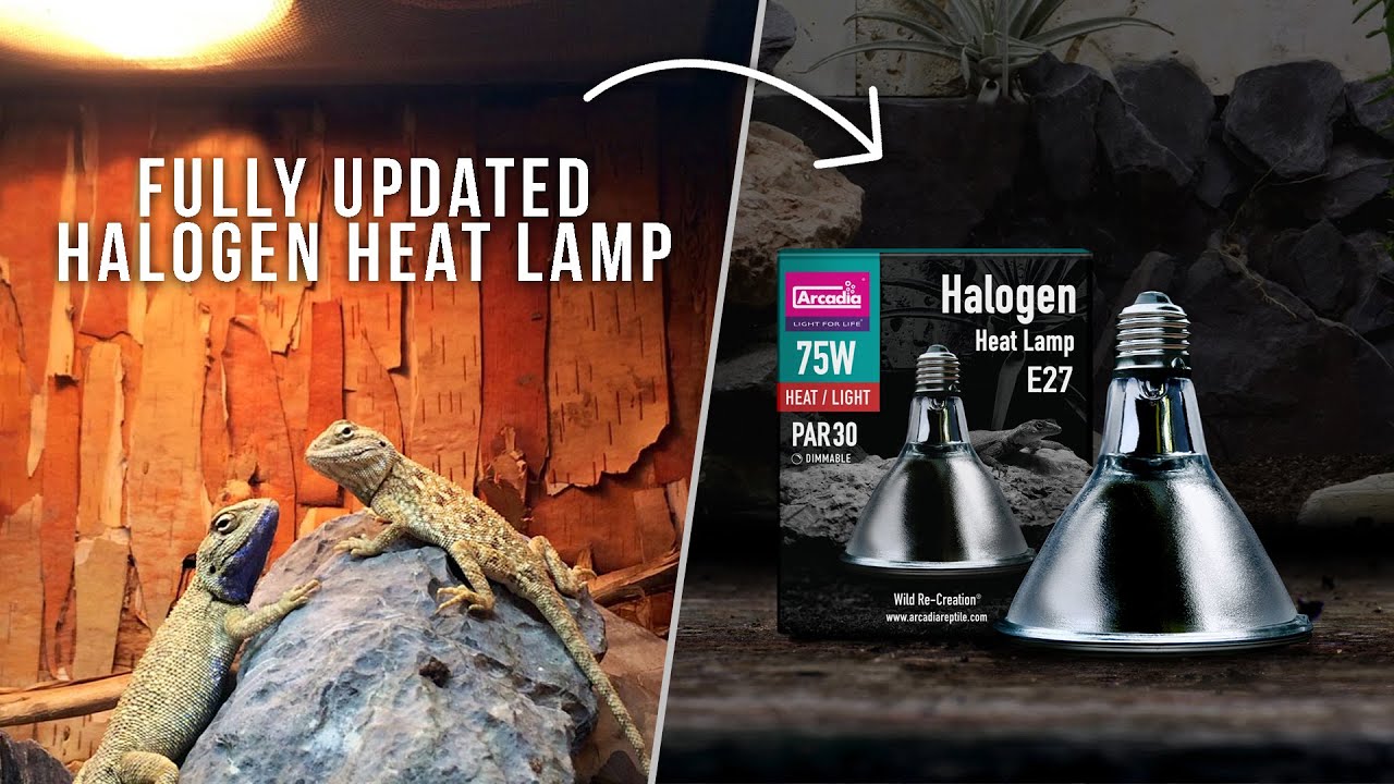 THE BEST, HALOGEN Flood Heat Lamps. Arcadia Reptile