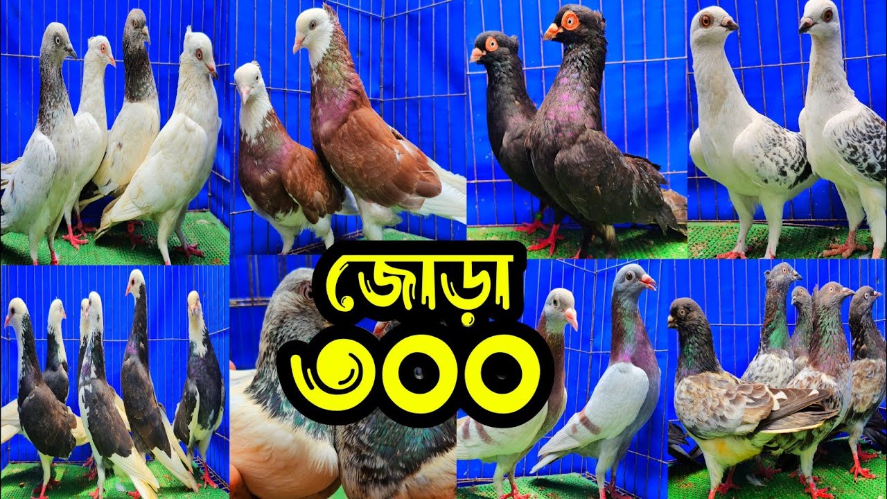 ৩০০ টাকা জোড়া পাকিস্তানি টেডি,লালপাত্তি,মিলিটারি,দামাসিন,রেসার কবুতর কিনুন | শখের ফেরিওয়ালা | Pigeon