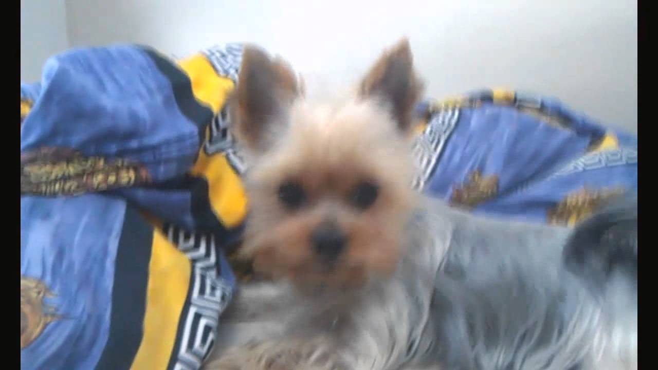 Funny yorkie returns!!!