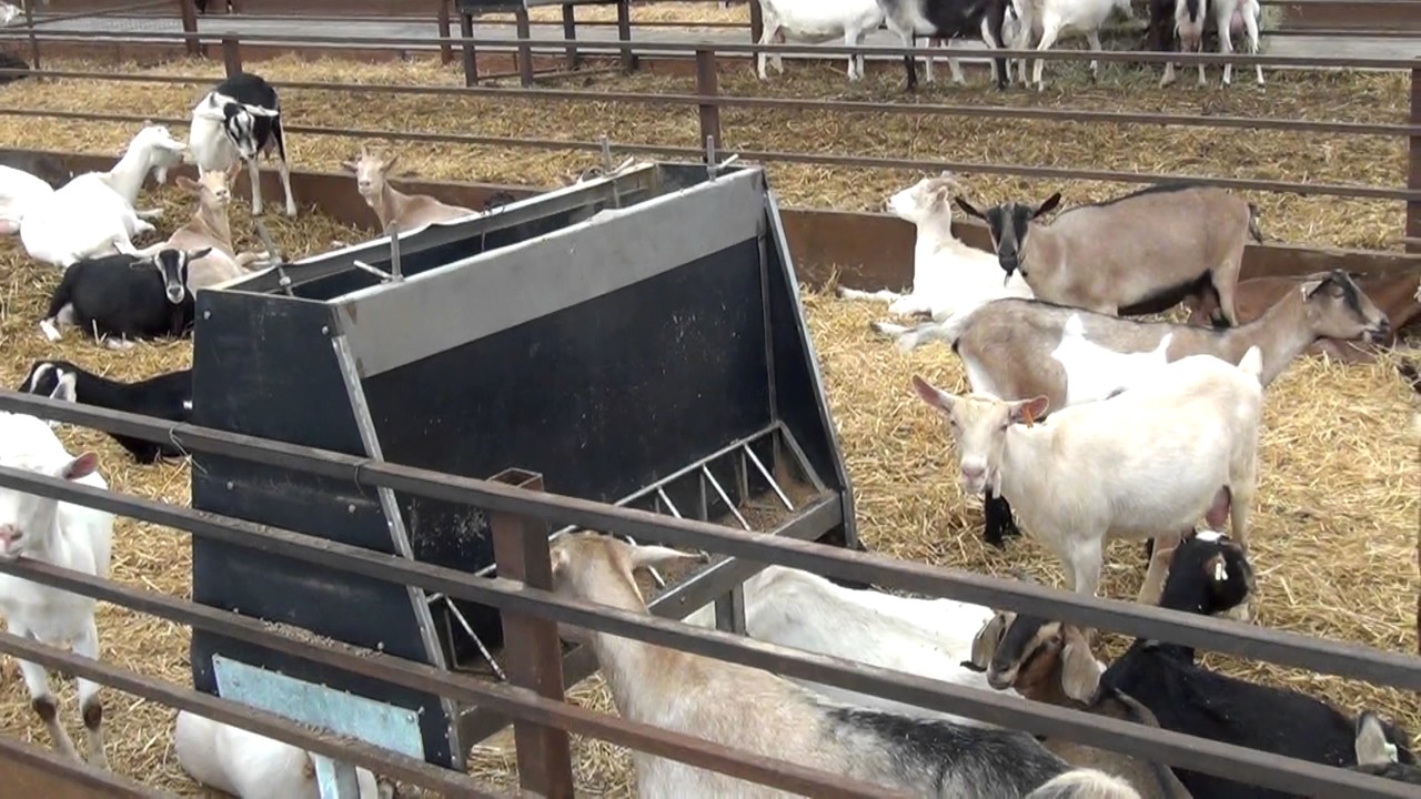Jake Grift 100' x 240' Epic Building Series Goat Dairy Barn