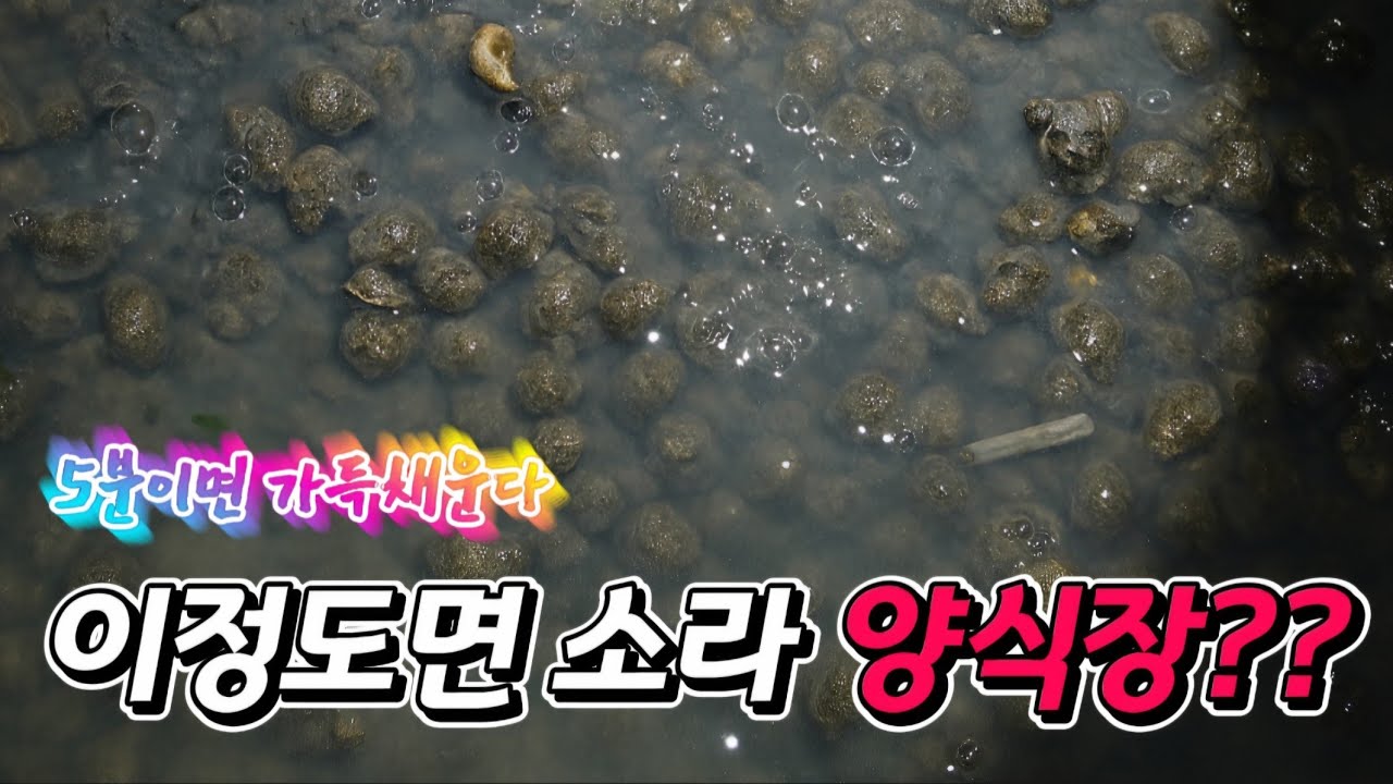 세상가장 쉬운 해루질!! 소라 군락지 발견했습니다!!