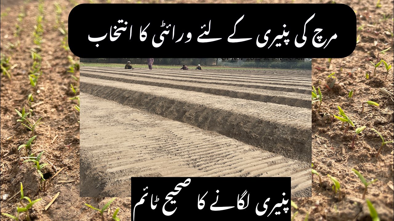 What is the best time to grow chilli nursery and best Chilli variety to get the maximum Yield 