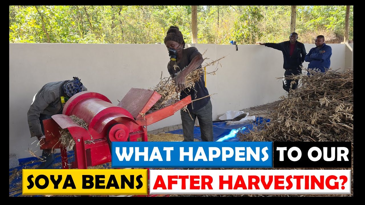 Soya Bean Farming in Zambia: What Happens Next After Harvesting?