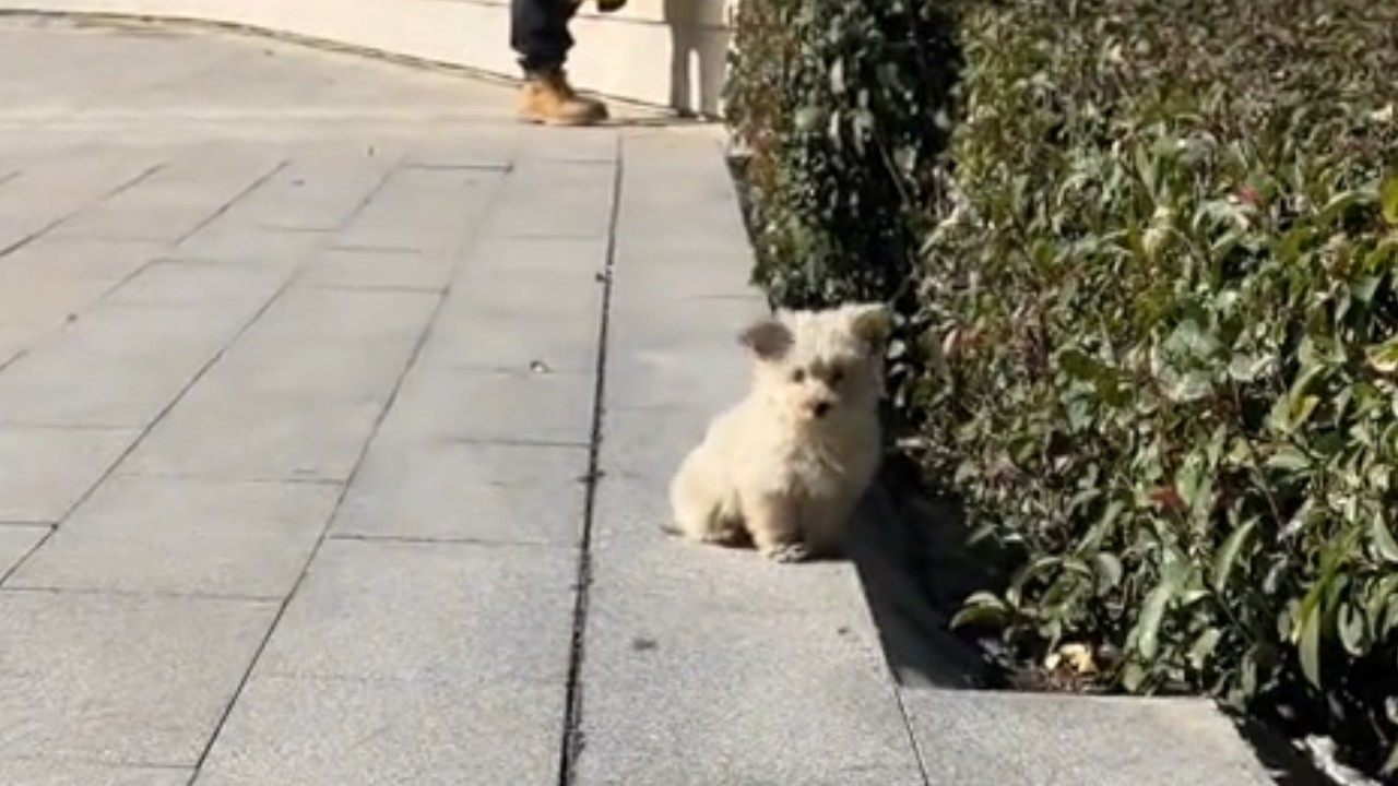 Adopted from the Streets, He Met His Twin Again — Their Reaction Touched Everyone