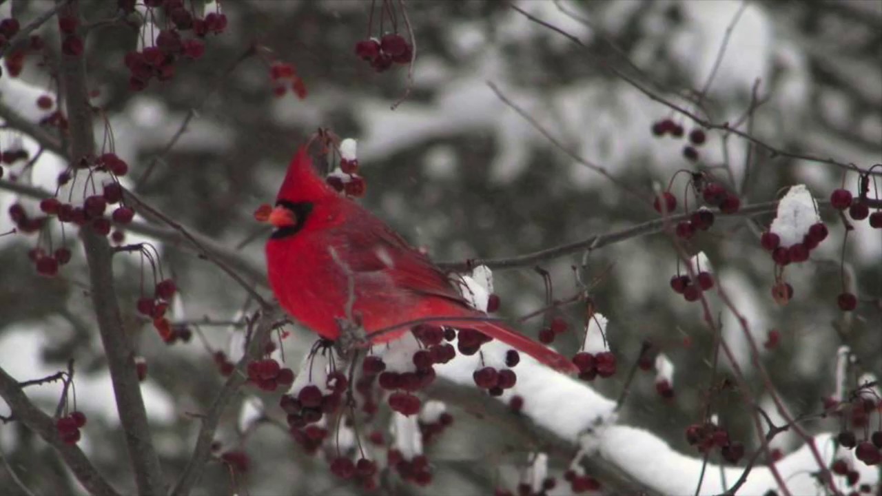 Winter Metaphor