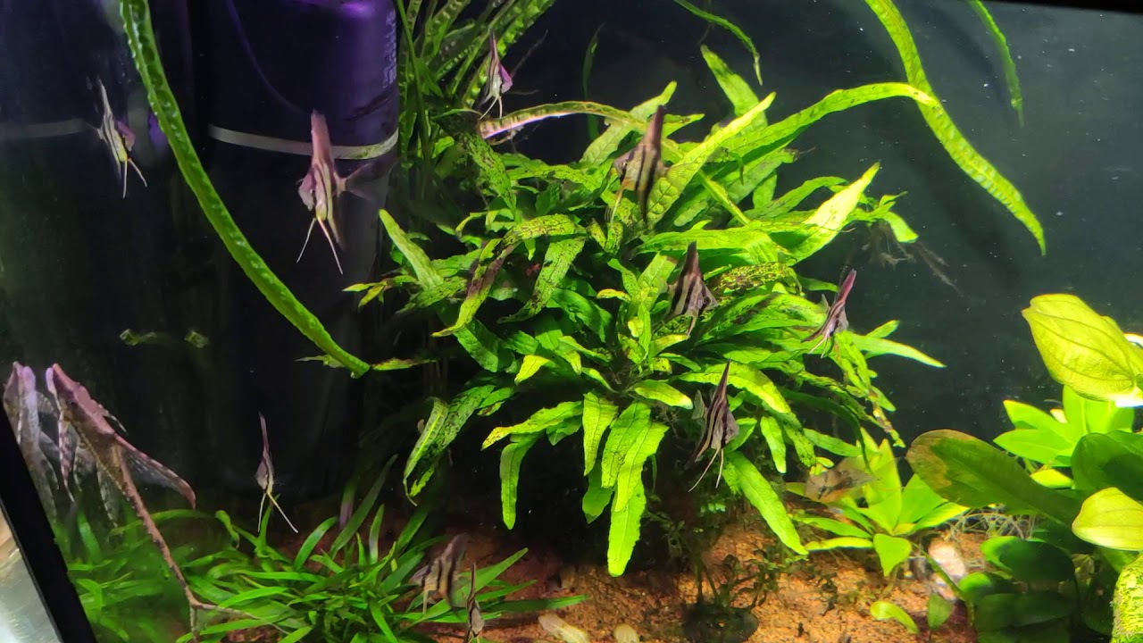 Ещё немного о мальках Рио Нанай и всего по не много.