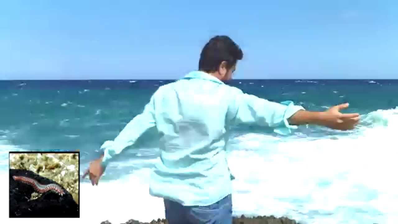 Alex Grimaldi - Quando il Verme Cane ha infestato il nostro mare - Augusta