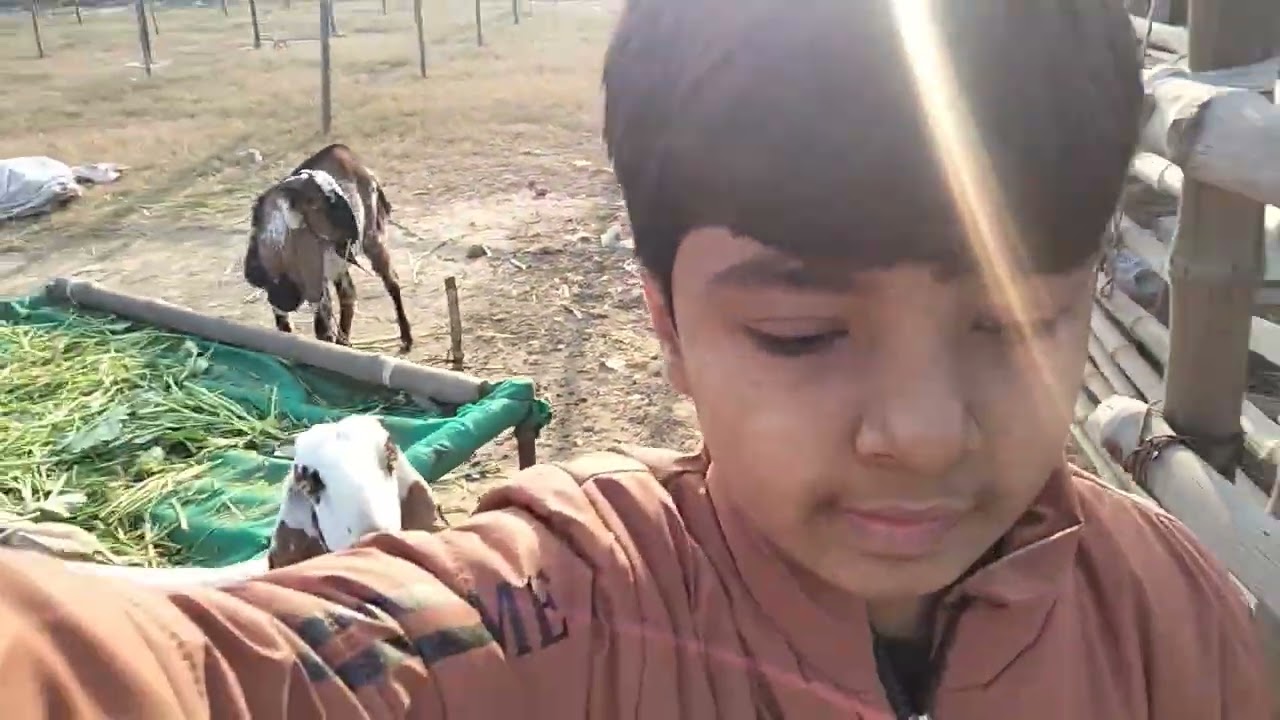 Hamara 1 Bakra bimar ho gea likes Subscribers Ahmad Khalil 