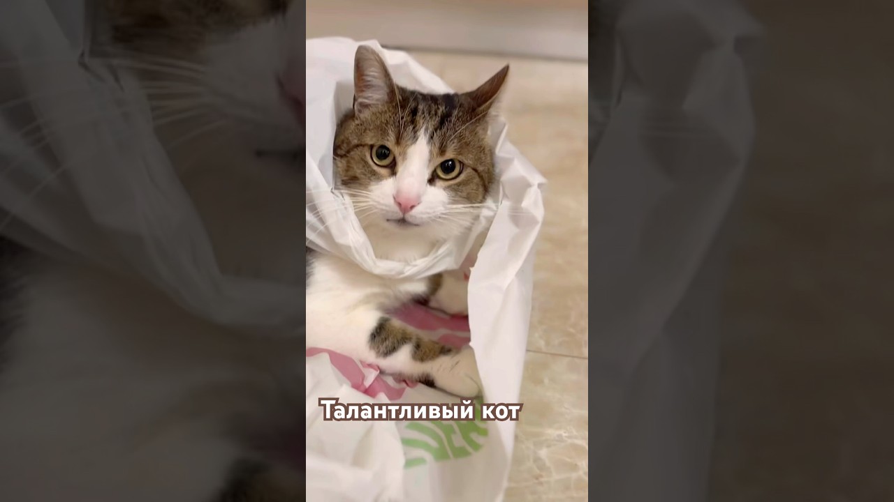 Талантливый кот 🐈 #catshorts #смешнойкот #кот #рилс