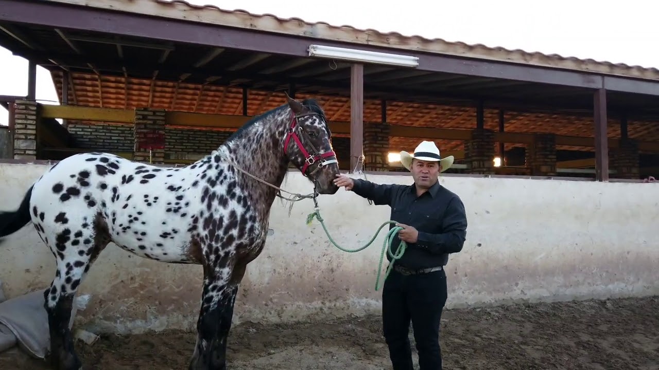 Cómo Enseñar a un Caballo a Sentarse? - Caballos del Colorado