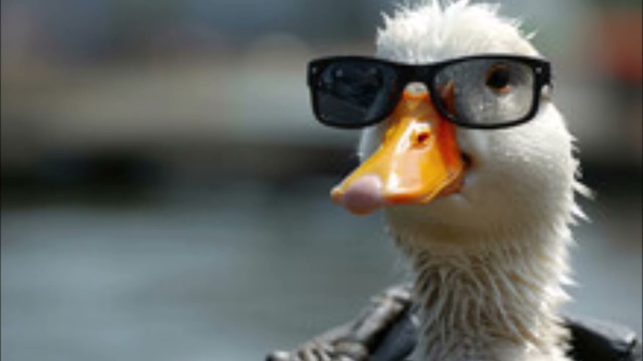 The Ducks like this one