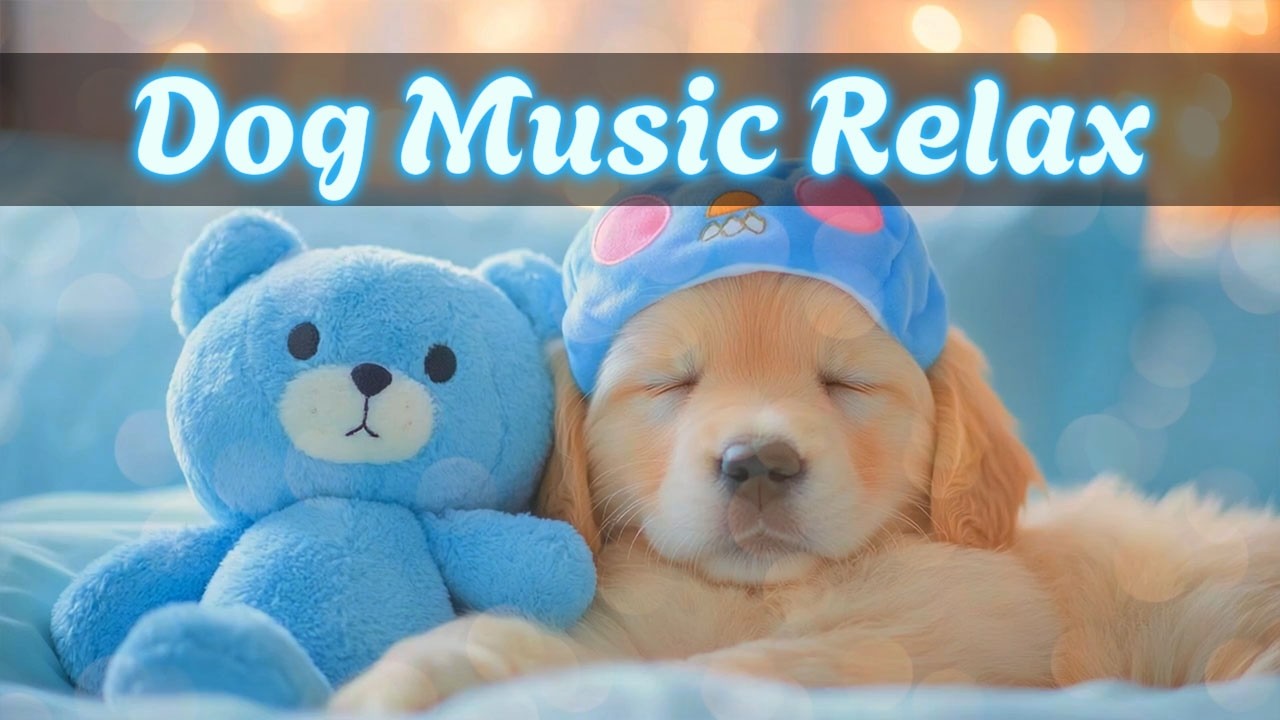 Успокаивающая музыка для собак 🐶🎵 Плейлист для снятия тревоги | Лучшее расслабление для собак