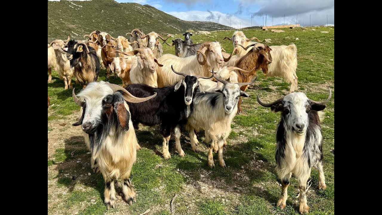 Κοπάδι Γίδια - Goat Herds, Keciler 
