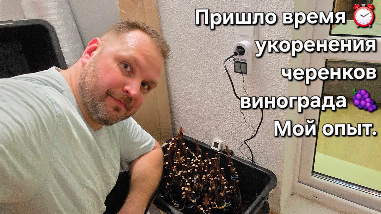 Пришло время для укоренения черенков винограда. Мой опыт. 