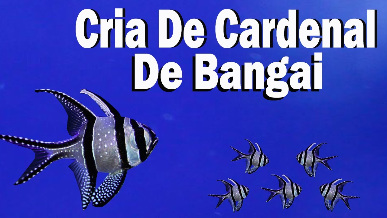 cría de cardenal de Bangai / Reproducción de cardenal de Bangai