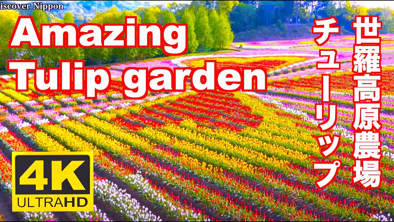 4K Amazing Tulip Garden JAPAN チューリップ  広島  世羅高原農場  Sera Kogen Farm 広島観光 旅行 Hiroshima Flower garden