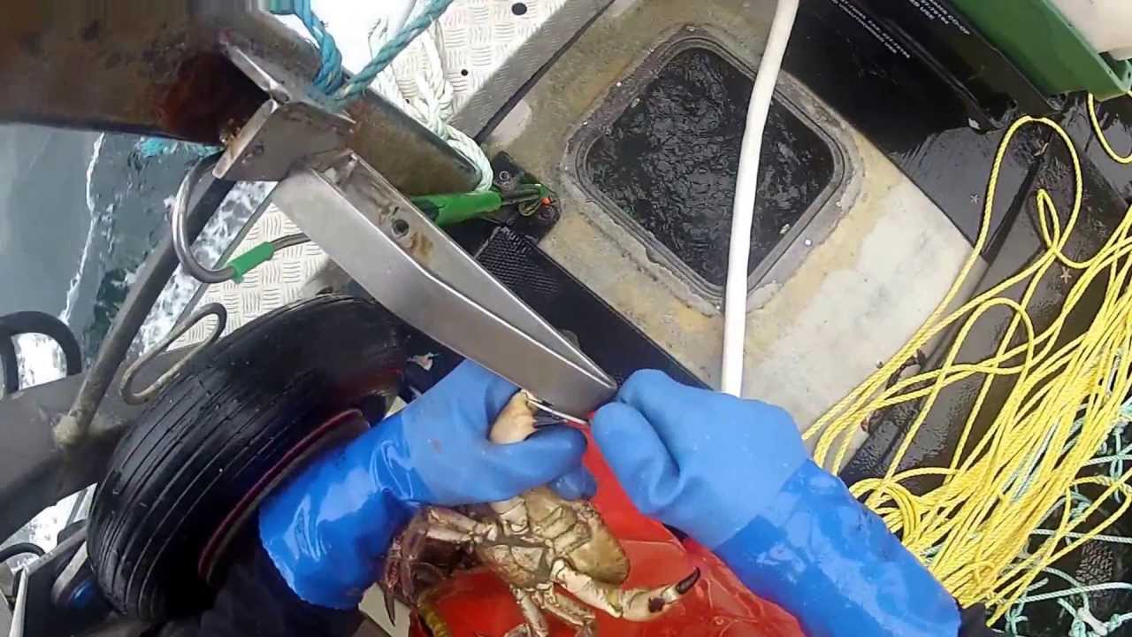 Cutting Brown Crab