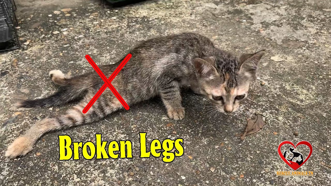 Unforgetable / Emotional Rescued Paralyzed Kitten-Animals TN center