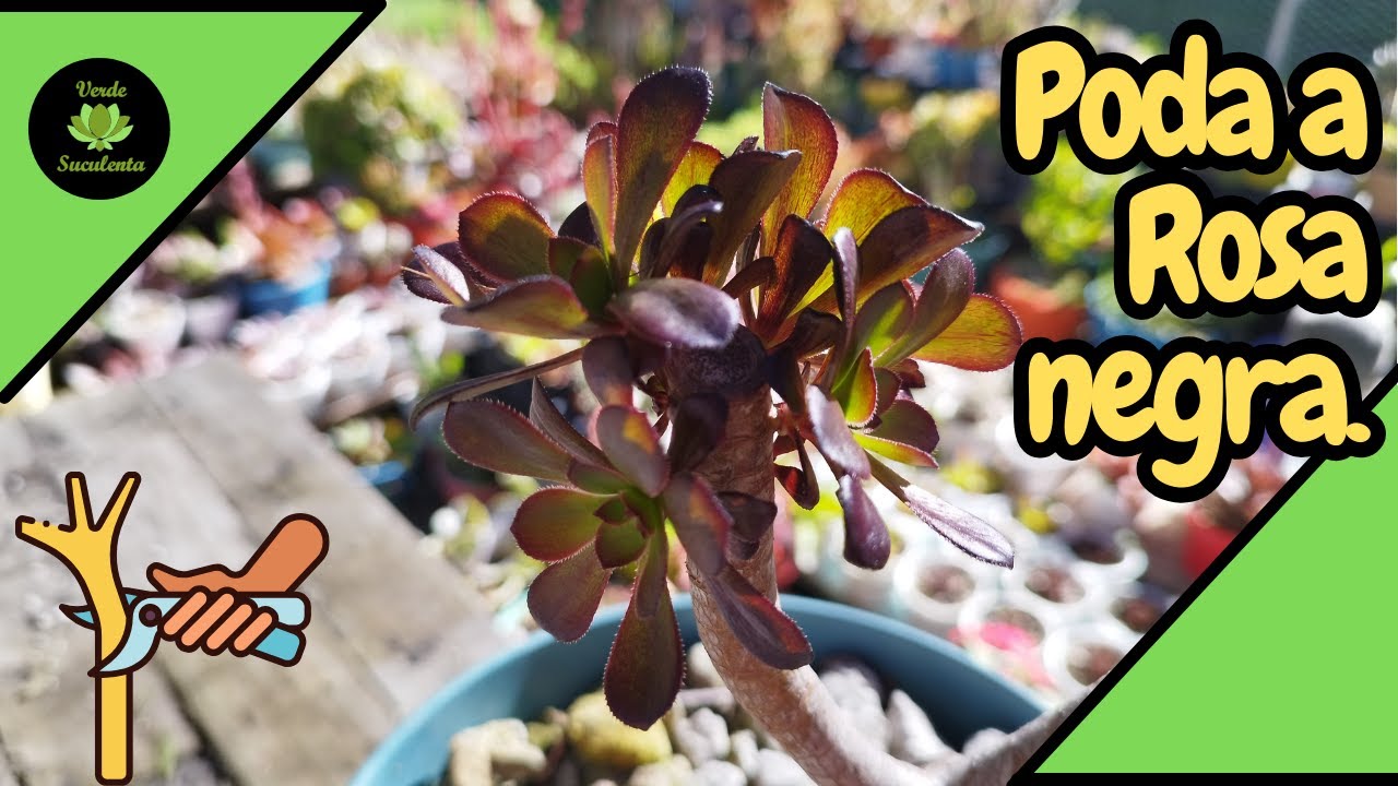 Poda a rosa negra para equilibrar su peso.