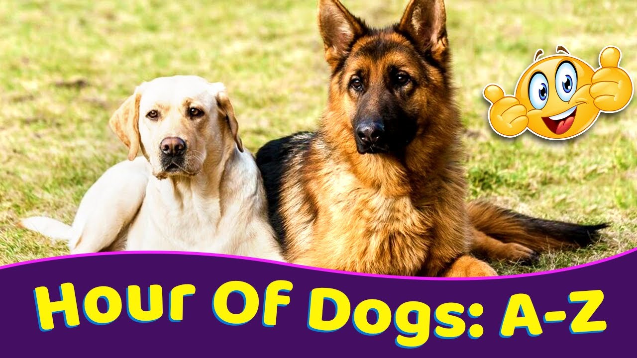 60 Minutes Cute & Funny Video of Dogs | Dogs: A to Z | Ep. 1