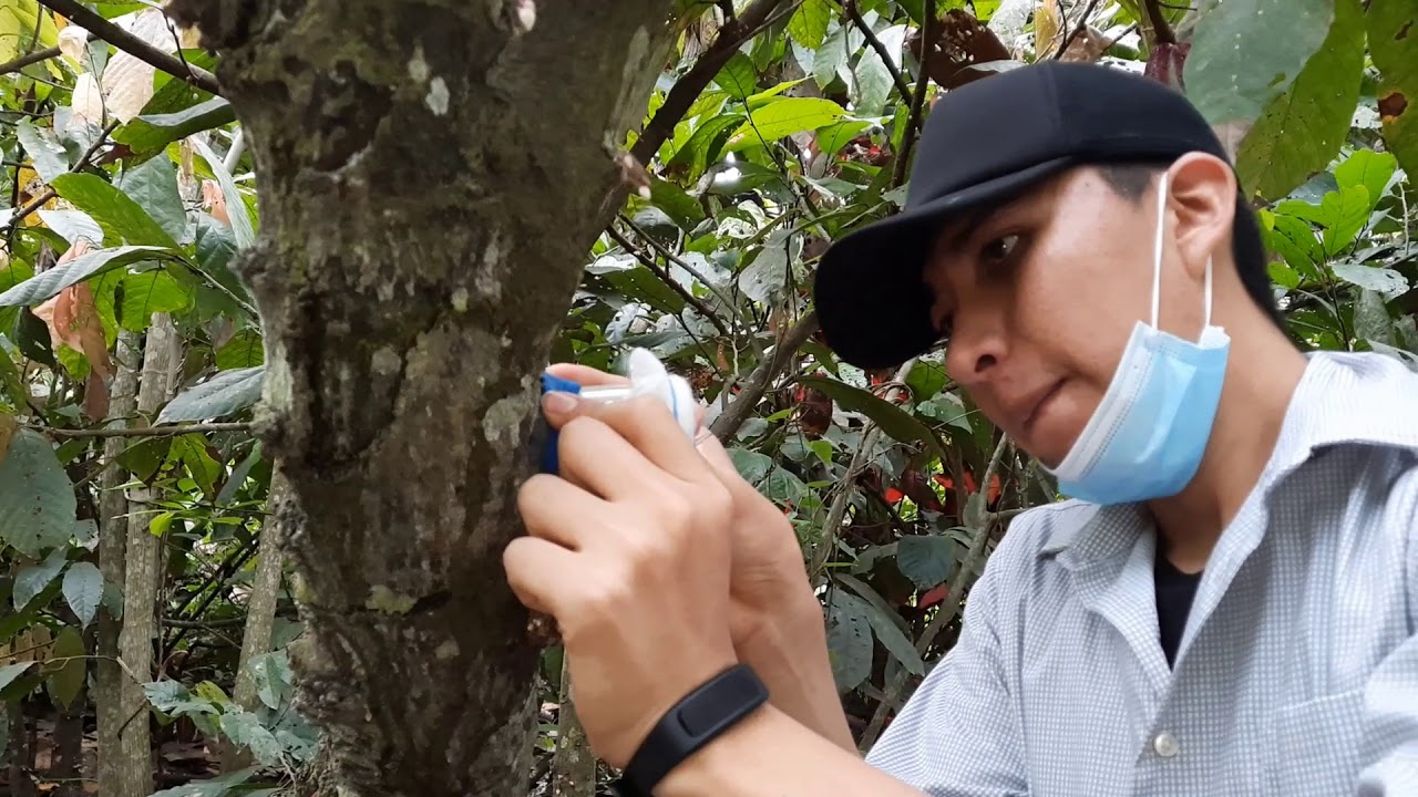 Polinización de cacao l UTMACH l FCA.