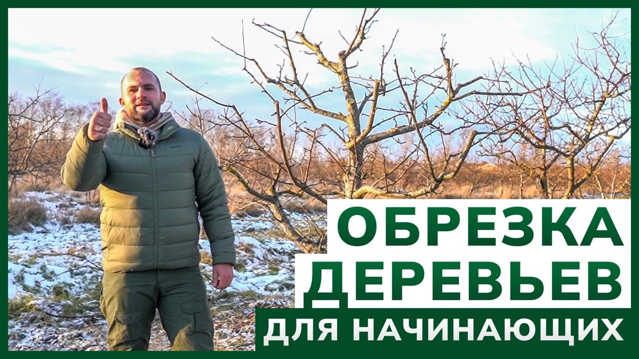 Правильная Обрезка Деревьев ✂️ Самое простое и понятное видео об обрезке с примерами