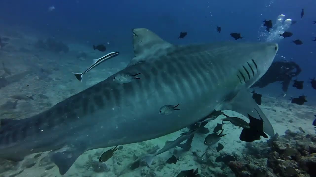 TIBURONES EN FIJI 2025 (ESPECIAL TIBURÓN TIGRE)