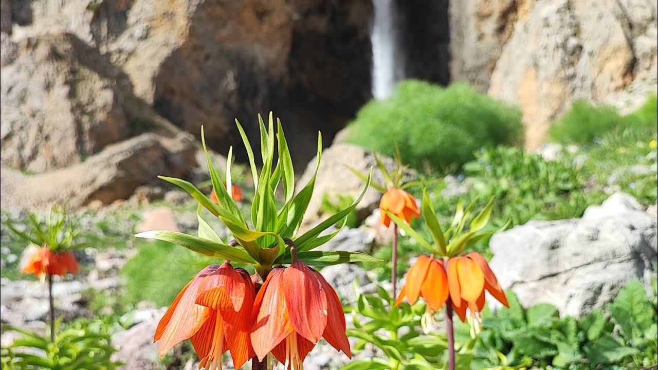 Baharı özleyenler için