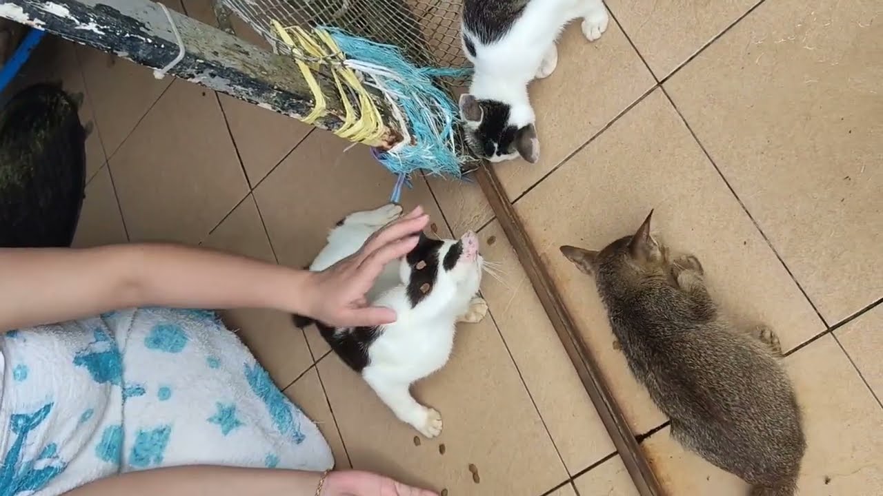 ❤️ Daily vlog with my lovely kitten‼️