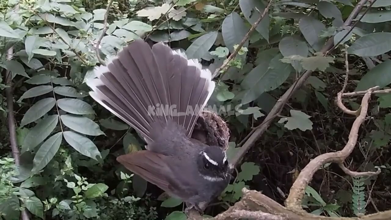 A mother bird caring for her chicks.