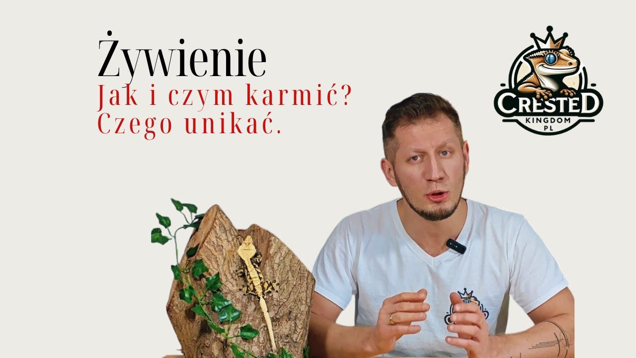 Jak karmić gekona orzęsionego? | Praktyczny poradnik żywienia