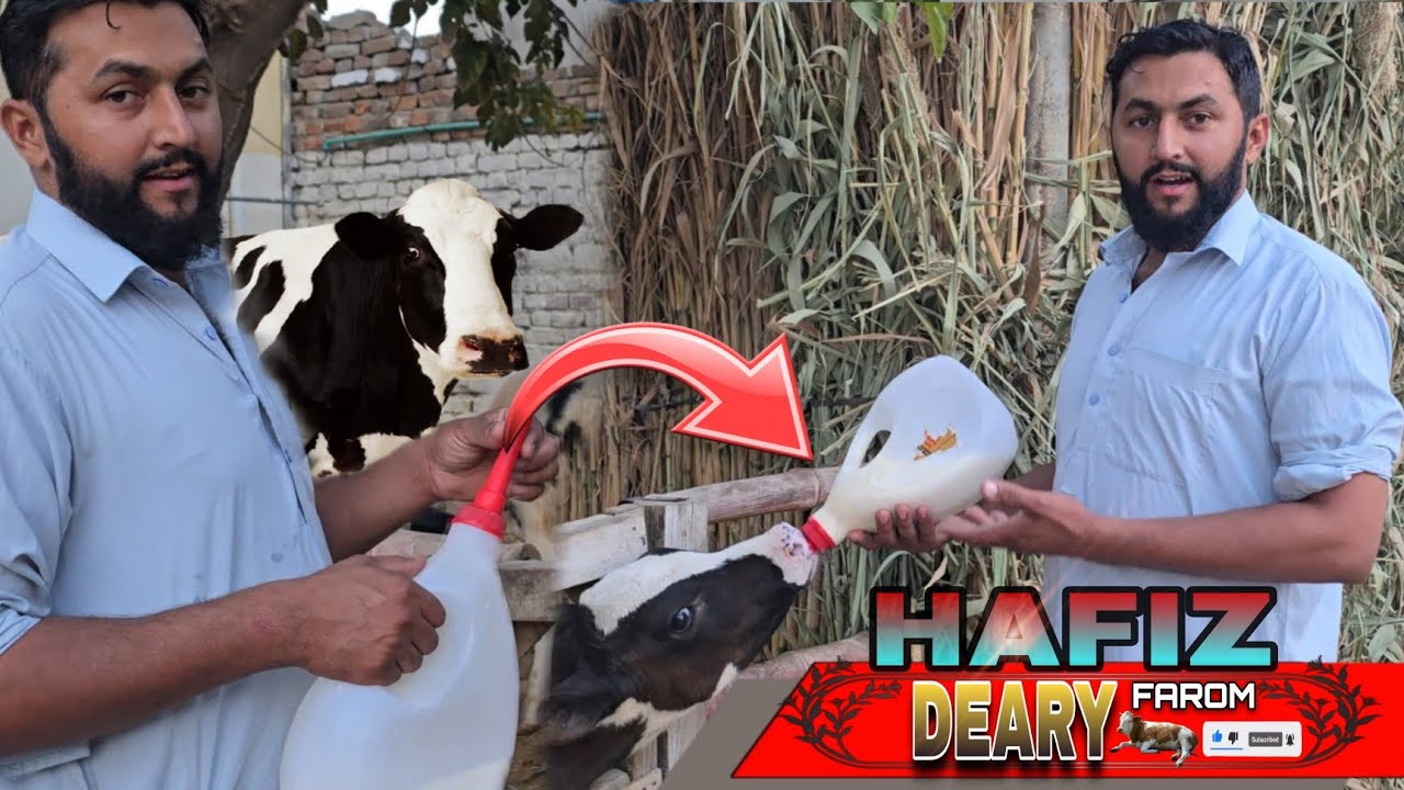 HAFIZ DEARY FAROM |  Aj ham ap ko apni deary farom ka batain gay