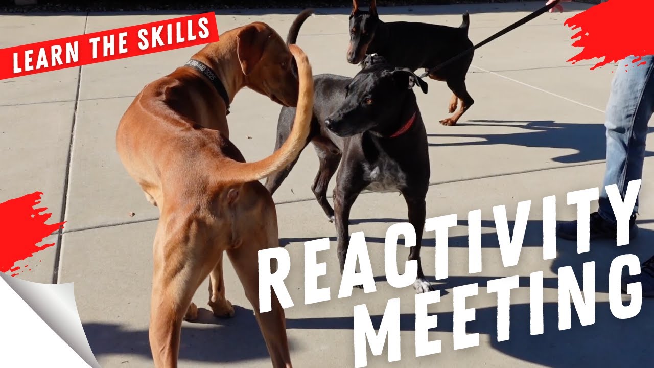 On leash reactivity meetings