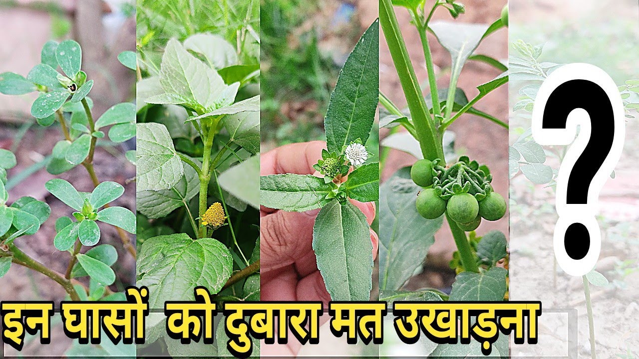 5 kimati ayurvedic ghas jinhe ham ukhad dete hai :: Part 01