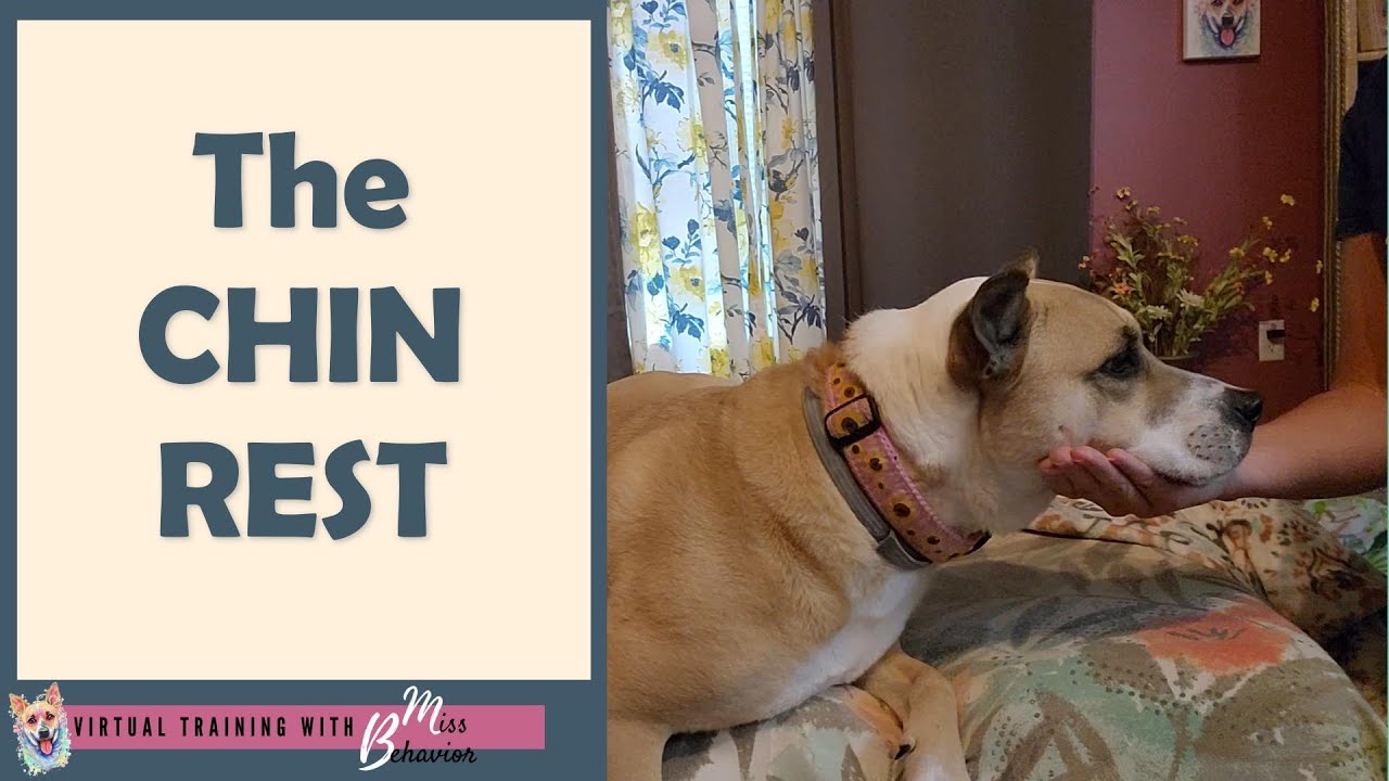 Chin Rest - Dog Training Skill