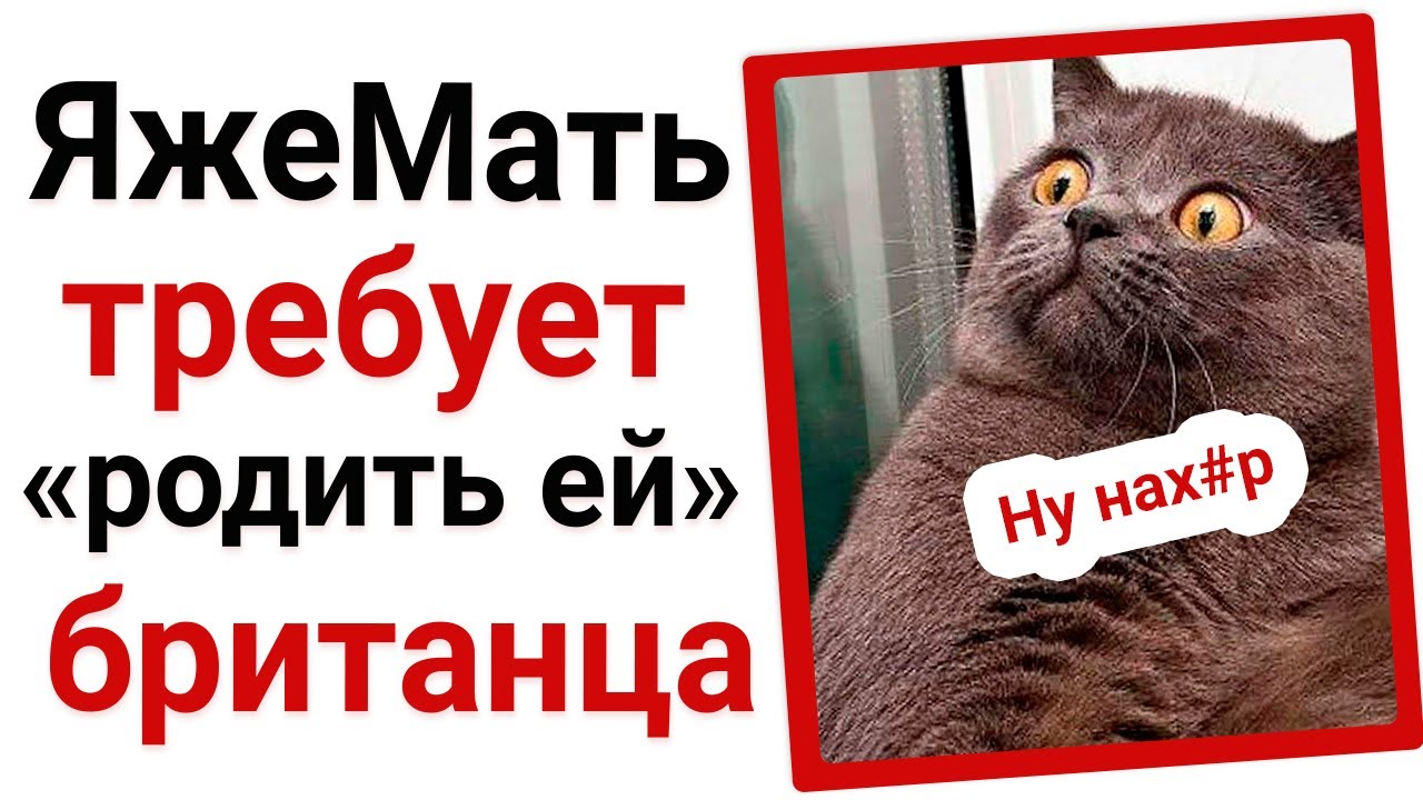 ЯжеМать требует родить ей котенка британца 🙀