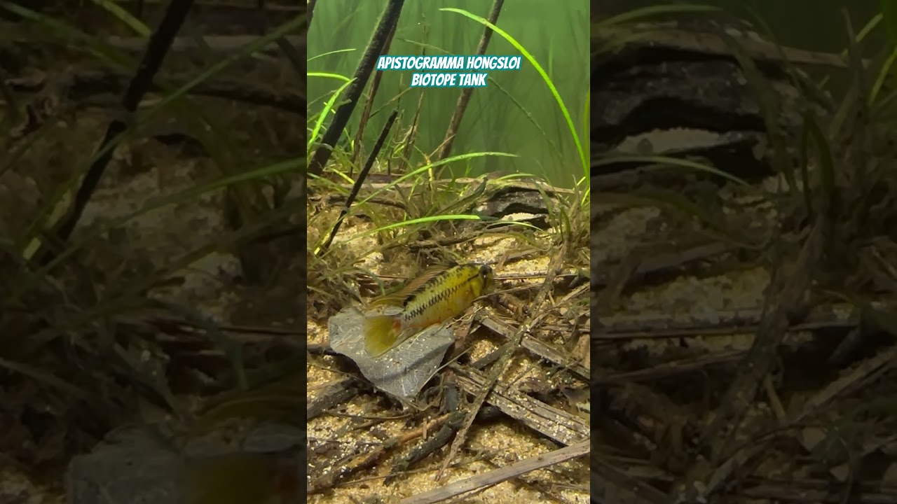 Apistogramma hongsloi biotope #apistogramma #biotopeaquarium