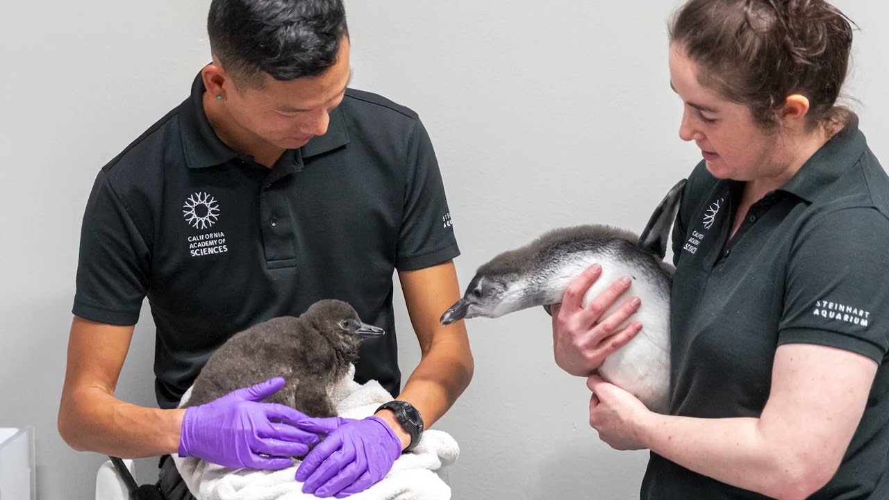 Meet our New Penguin Chicks! | California Academy of Sciences
