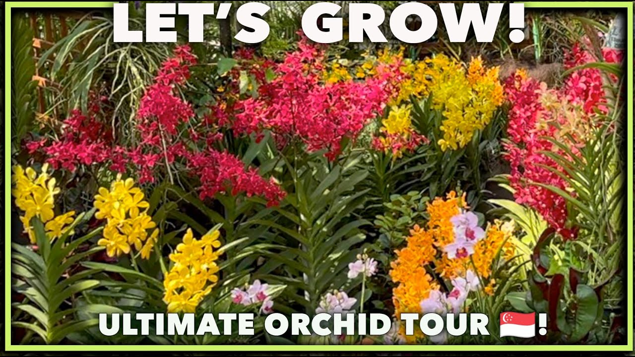 Singapore Botanic Gardens Tour: Tropical Design Ideas & Orchid Guide!