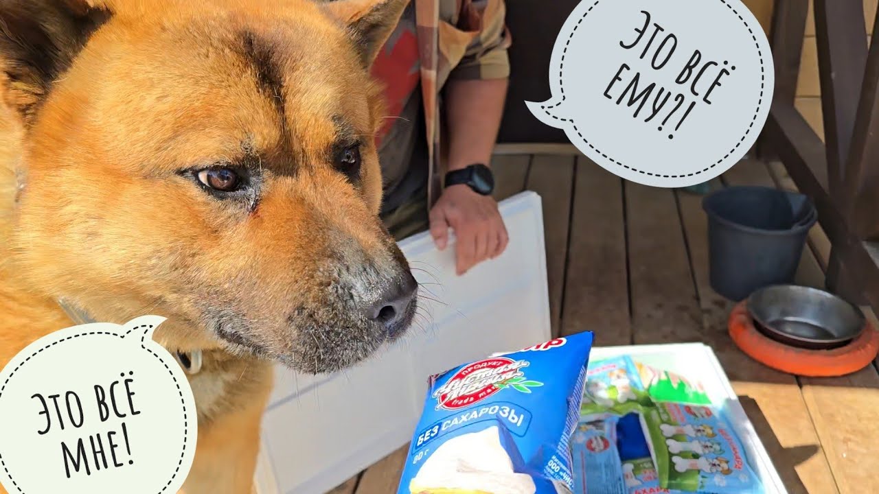 У Пса Кубика просто праздник какой-то! Кошка Морошка 