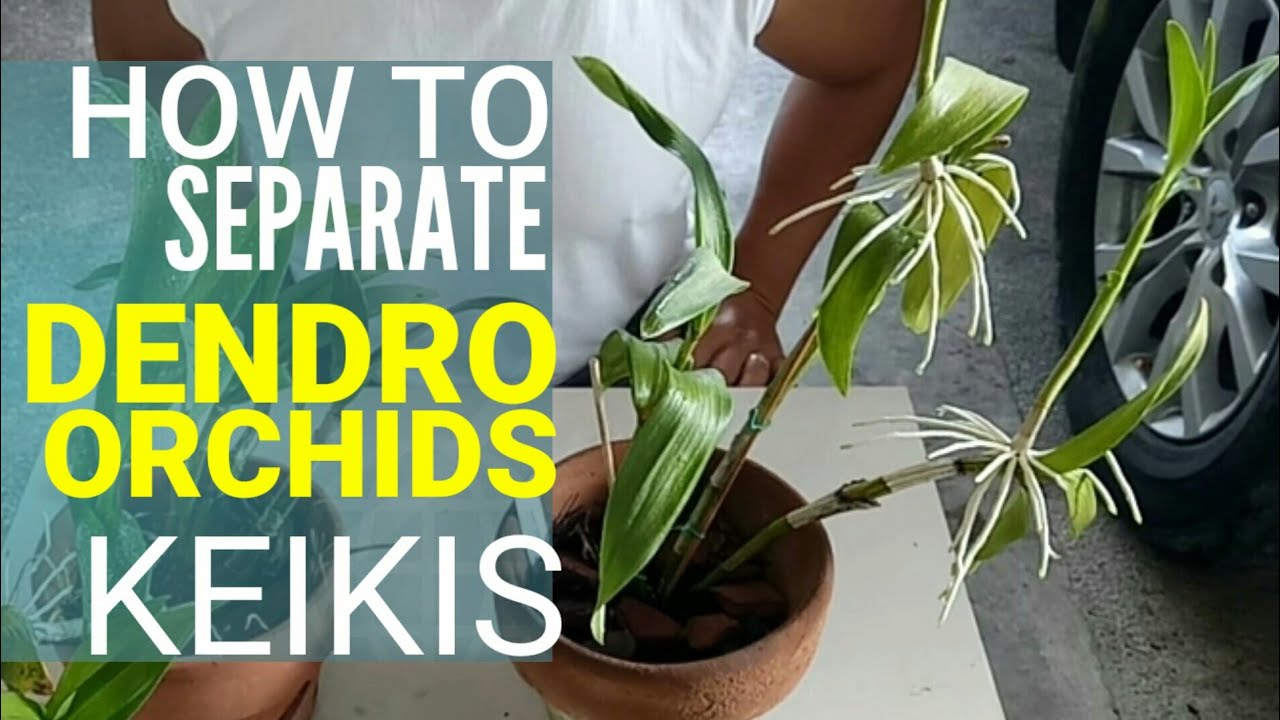 How To Separate | Detach Dendrobium Orchids Keikis