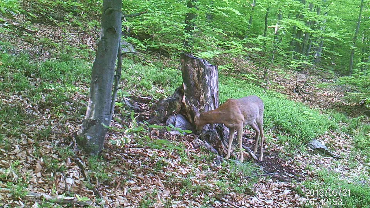 Srndac na solilu(buck)lovacka kamera(hunting camera)