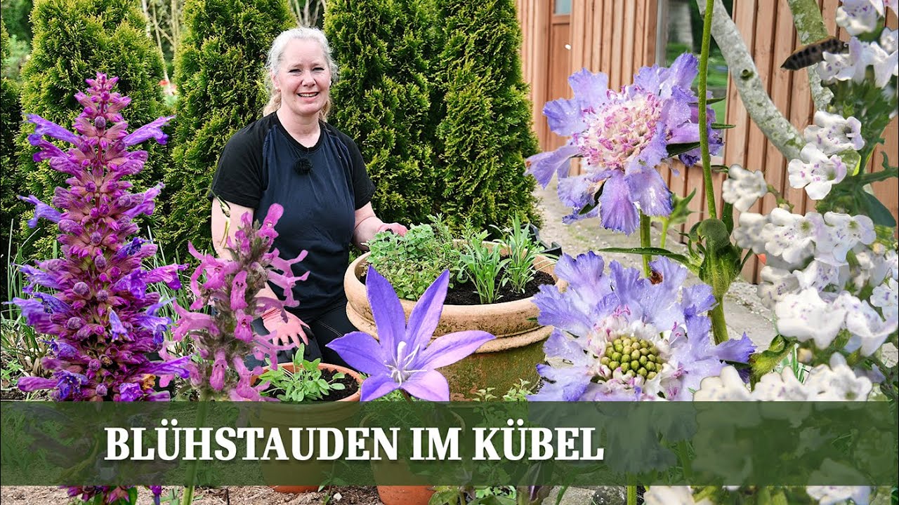 Meine persönlichen Insektenlieblinge - Bienenparadies mit Blühstauden im Kübel