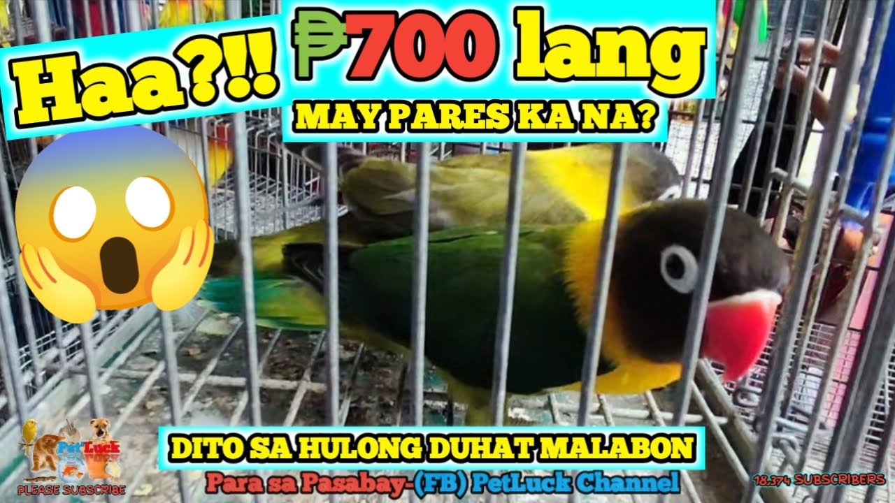LOVEBIRDS UPDATE SA HULONG DUHAT MALABON